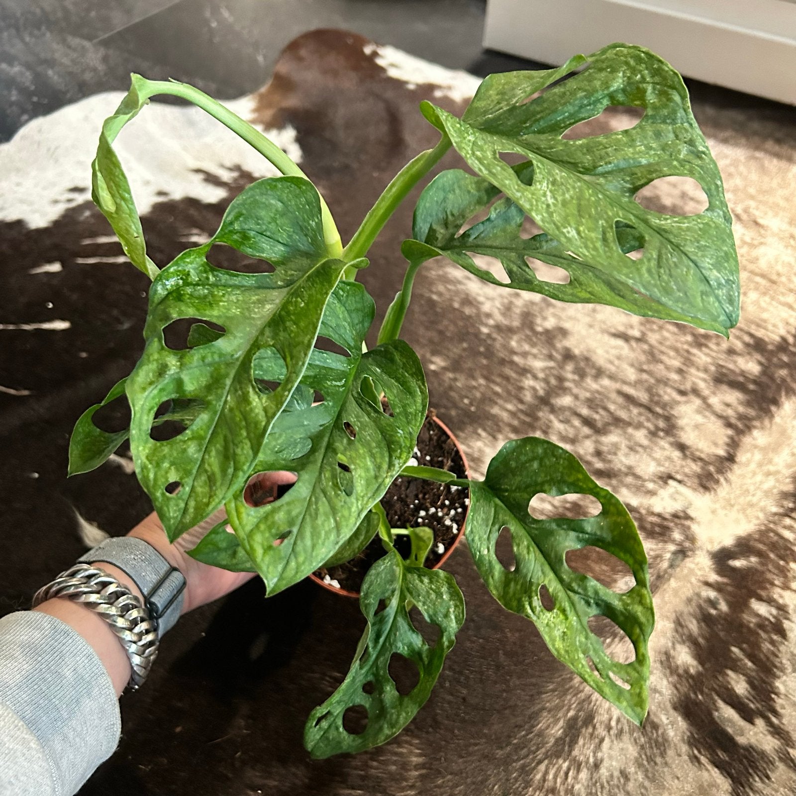 Monstera Adansonii Mint Plant, Ophalen, Halfschaduw, Minder dan 100 cm