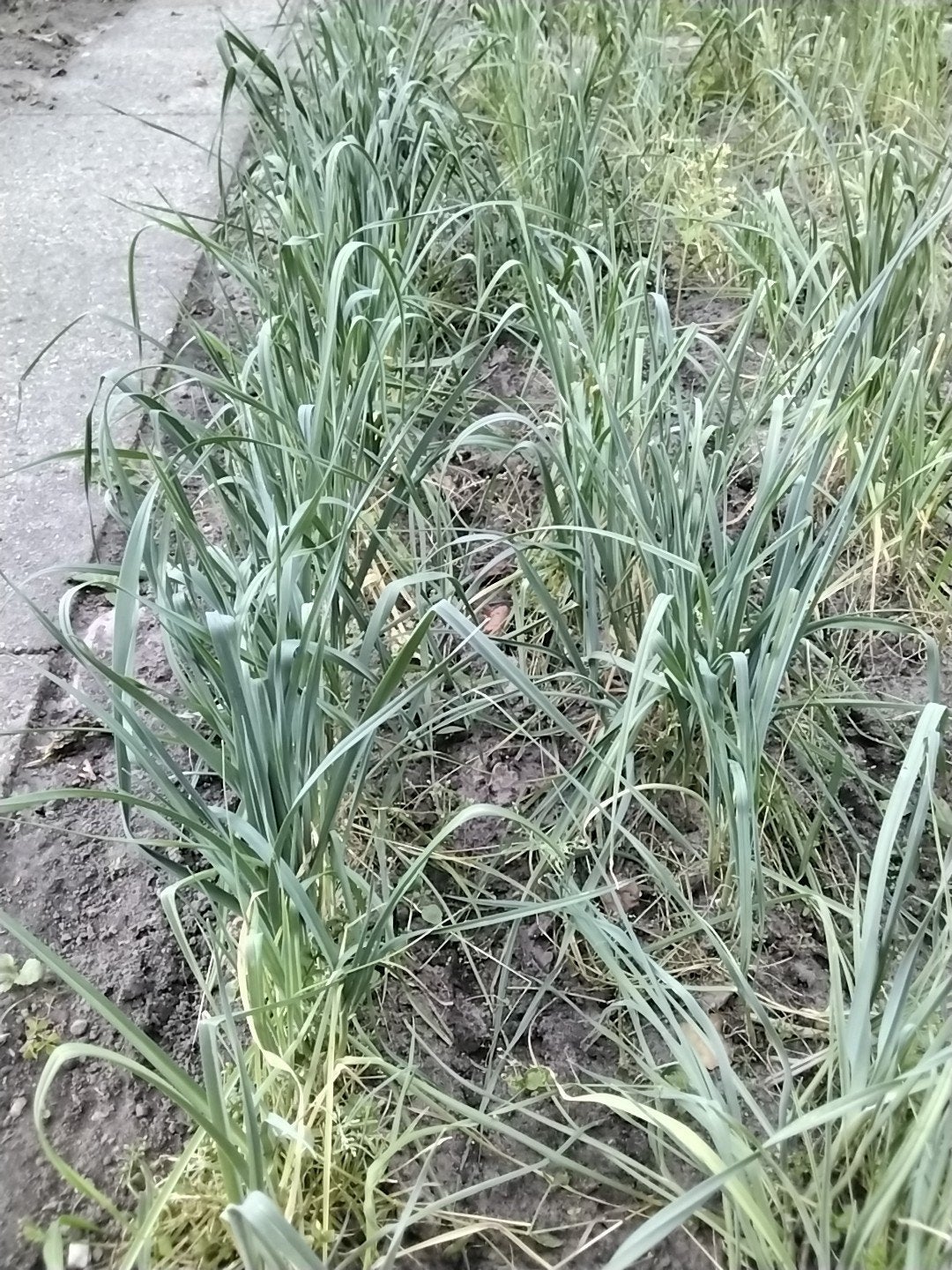 preiplanten blauw/groene winterprei, Ophalen, Groenteplanten, Volle zon