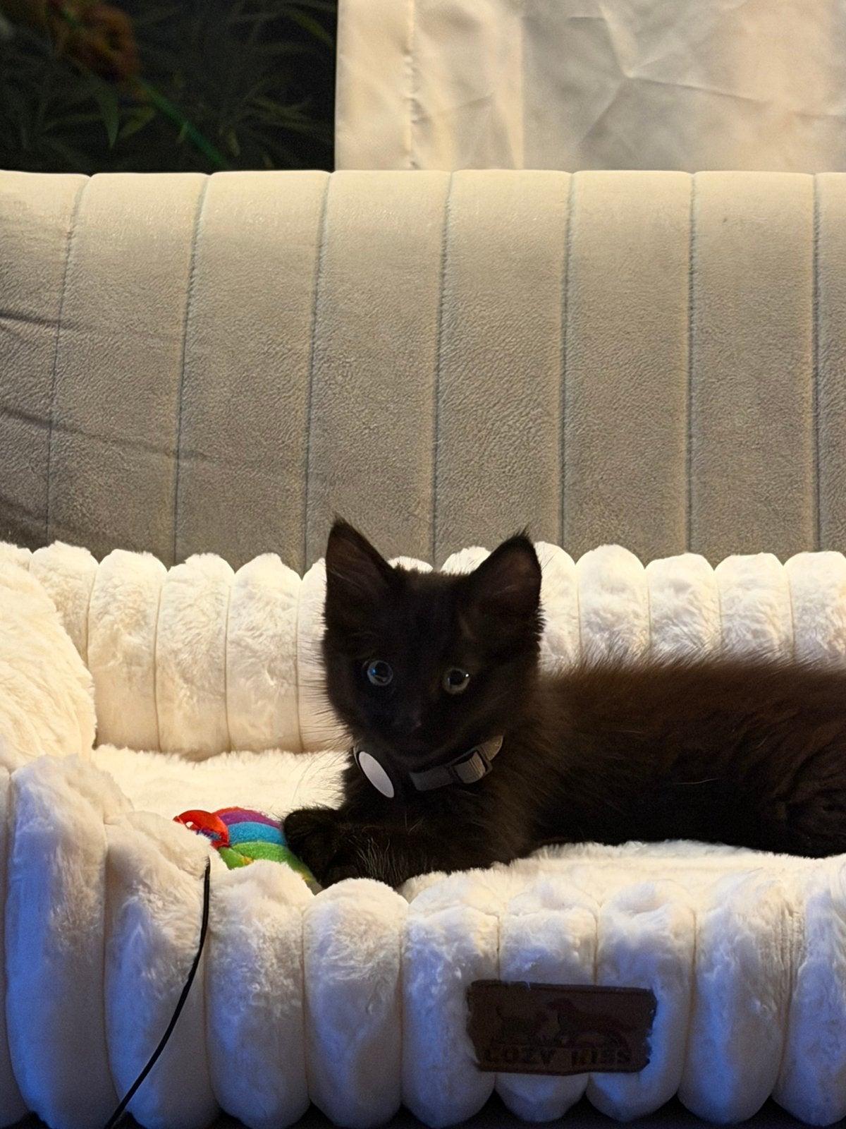 Maine Coon x Britse Korthaar kitten kater. 🖤🐈‍⬛, Kater
