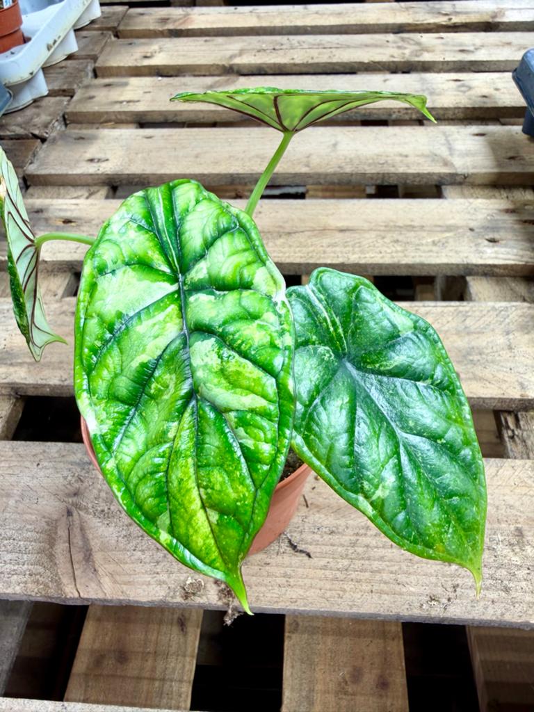 Alocasia Dragon Scale Stardust p12, Huis en Inrichting, Kamerplanten, Ophalen of Verzenden