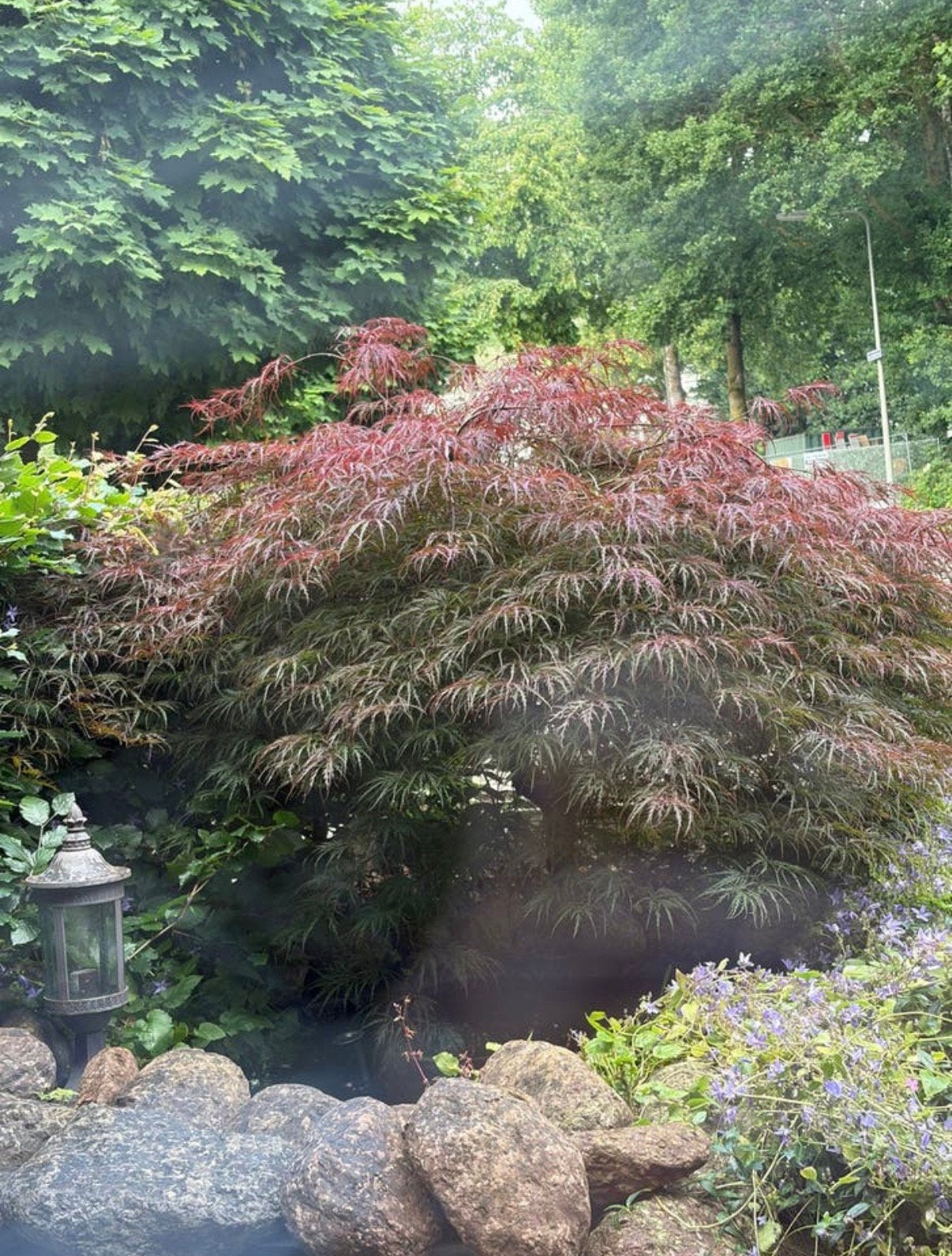 Japanse esdoorn, Tuin en Terras, Ophalen, Bloeit niet, Halfschaduw, Overige soorten