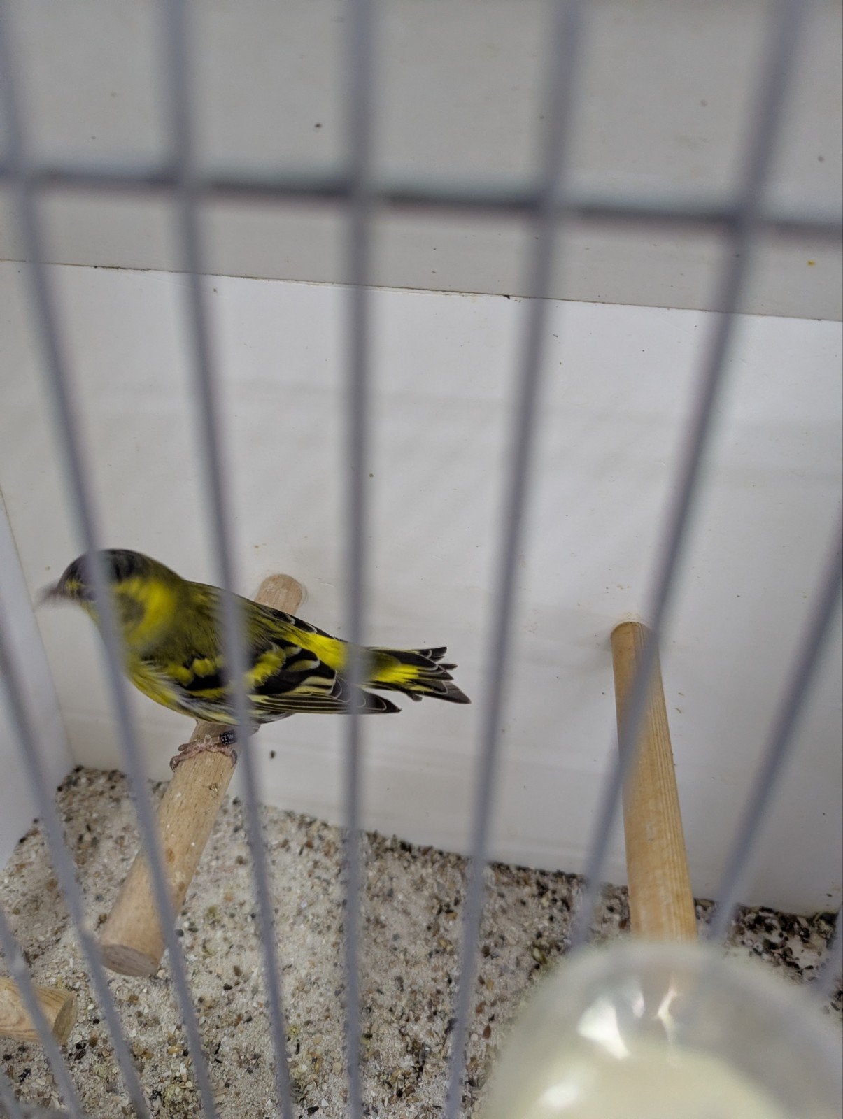 Europese Sijs man 2025 of ruilen tegen pop, Mannelijk, Wildzangvogel