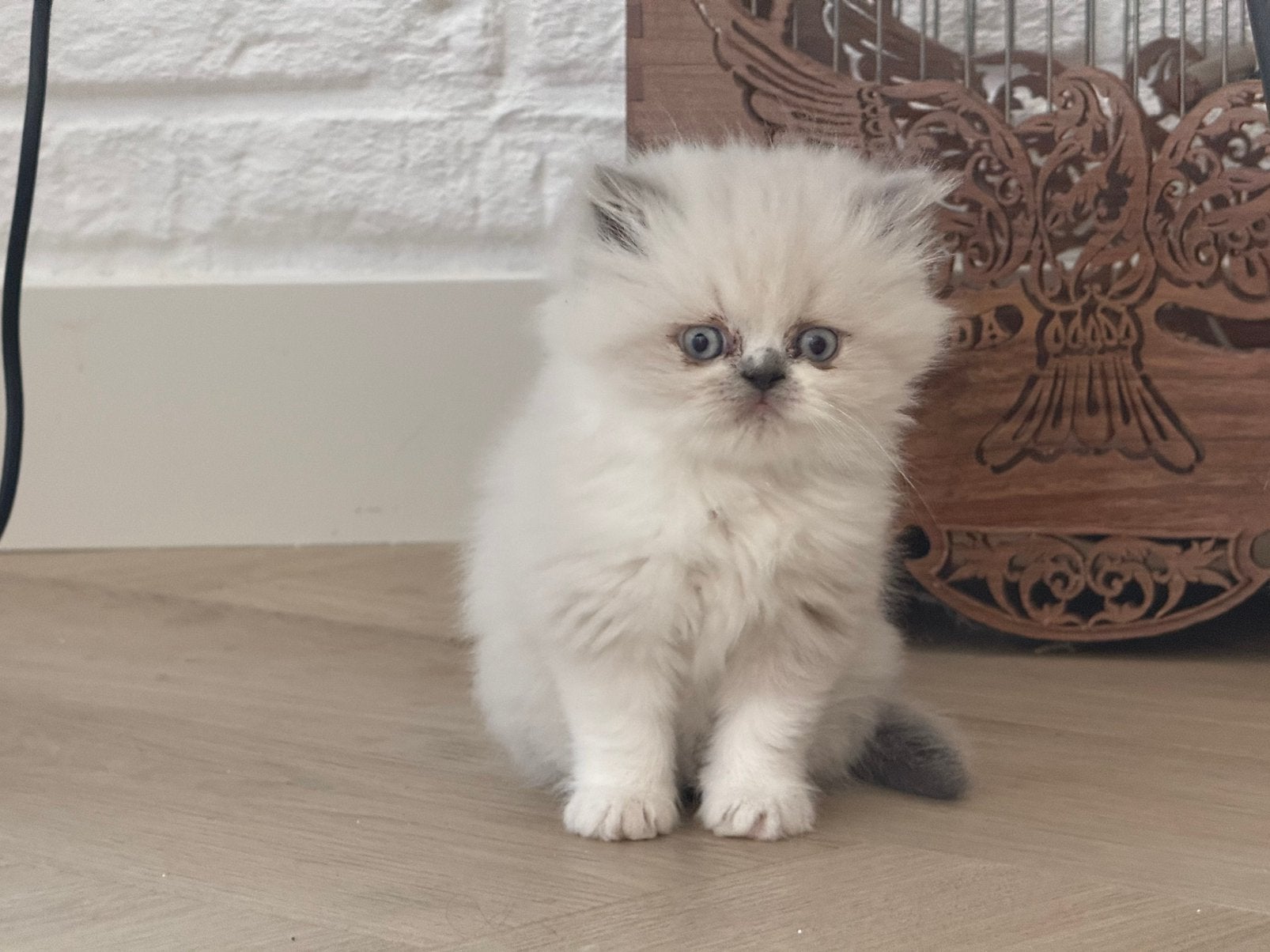 Persian lange haar kittens 100% persian, Meerdere dieren, Met stamboom