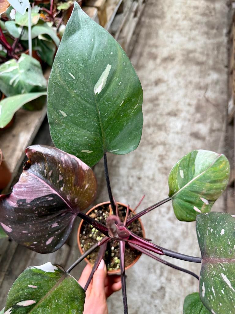 Philodendron Red Anderson p12, Ophalen of Verzenden, Halfschaduw, Minder dan 100 cm