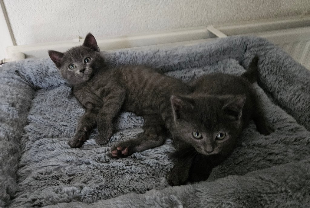 Lieve kittens. Blauwe Rus/Britse korthaar., Meerdere dieren, Kortharig, 0 tot 2 jaar