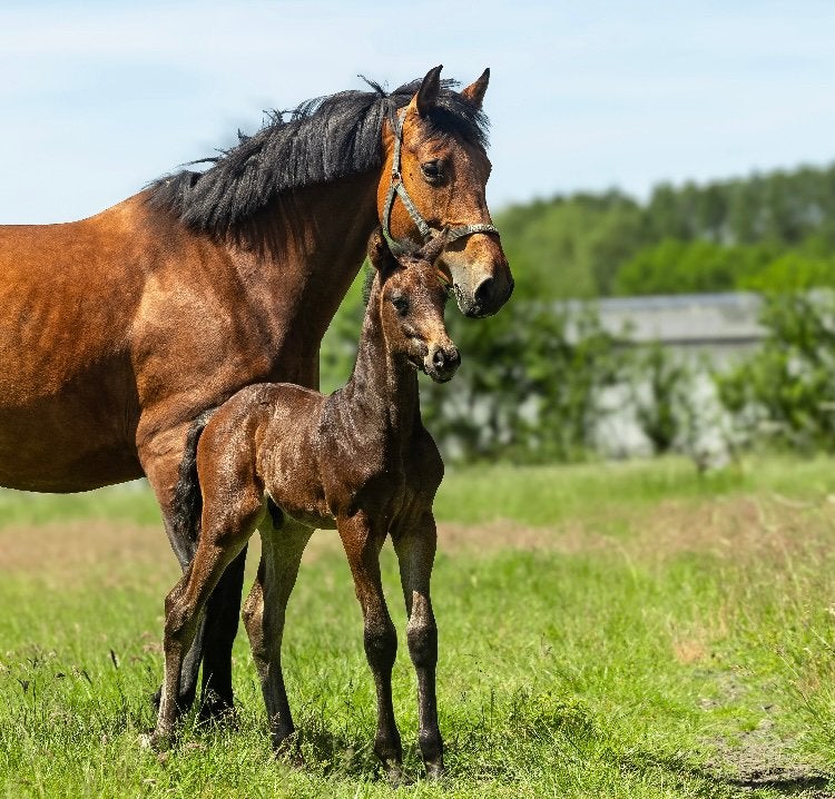 Prachtig hengstveulen te koop uit predicaatrijke stam, Dieren en Toebehoren, Paarden, Minder dan 160 cm, Niet van toepassing, Met stamboom