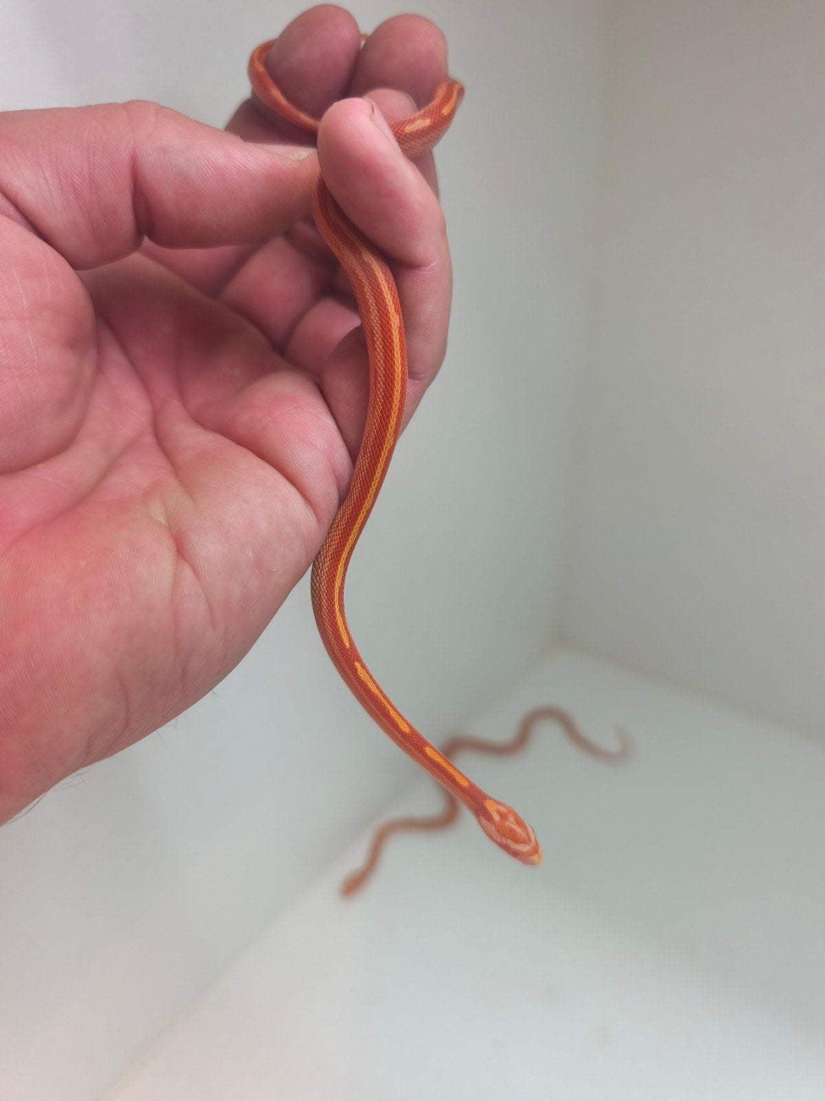 Jonge korenslangen te koop – diverse kleuren/patronen – eten Corn Snake photo 11
