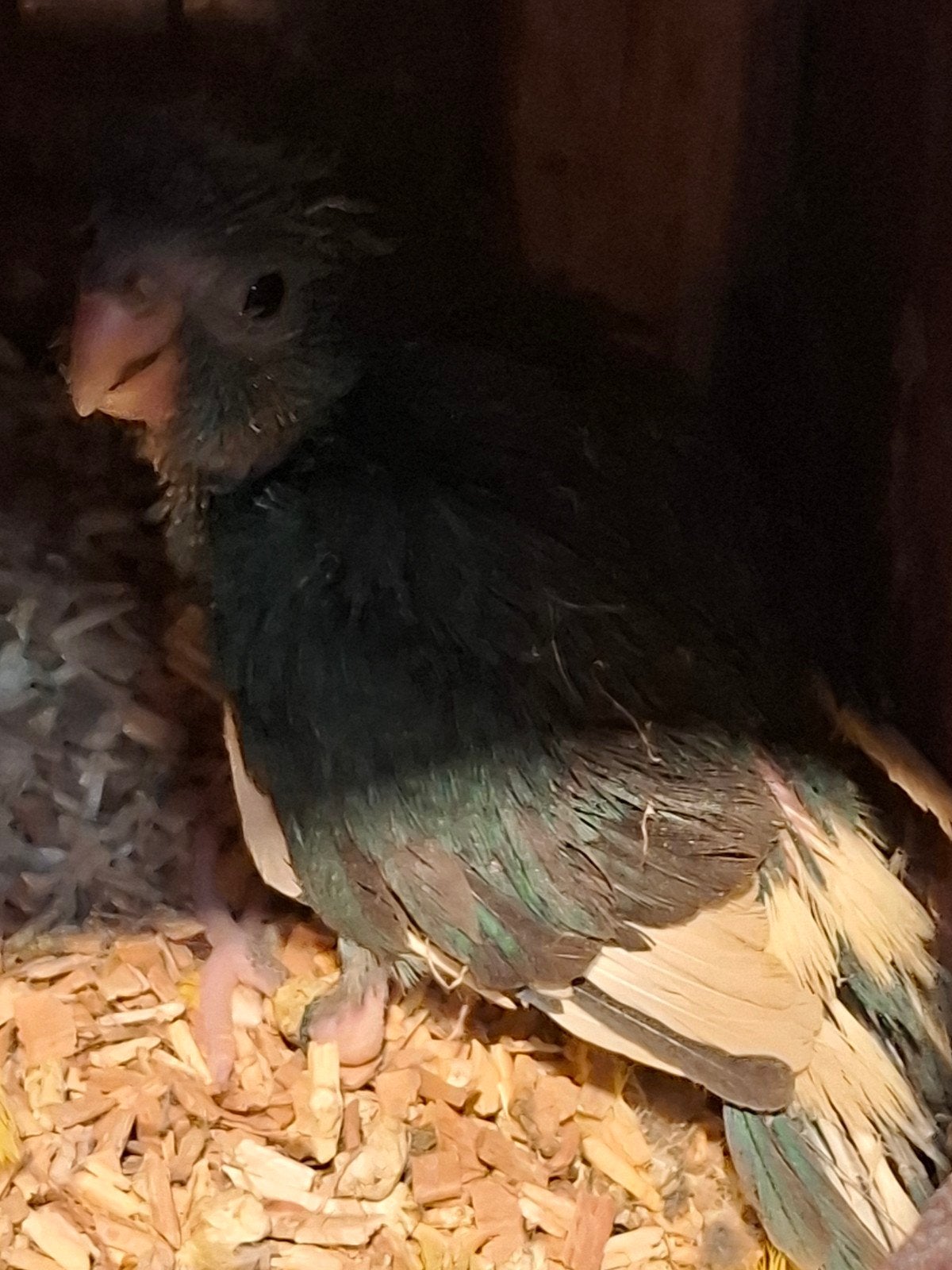 kakariki, Dieren en Toebehoren, Vogels | Parkieten en Papegaaien, Geslacht onbekend, Parkiet, Geringd