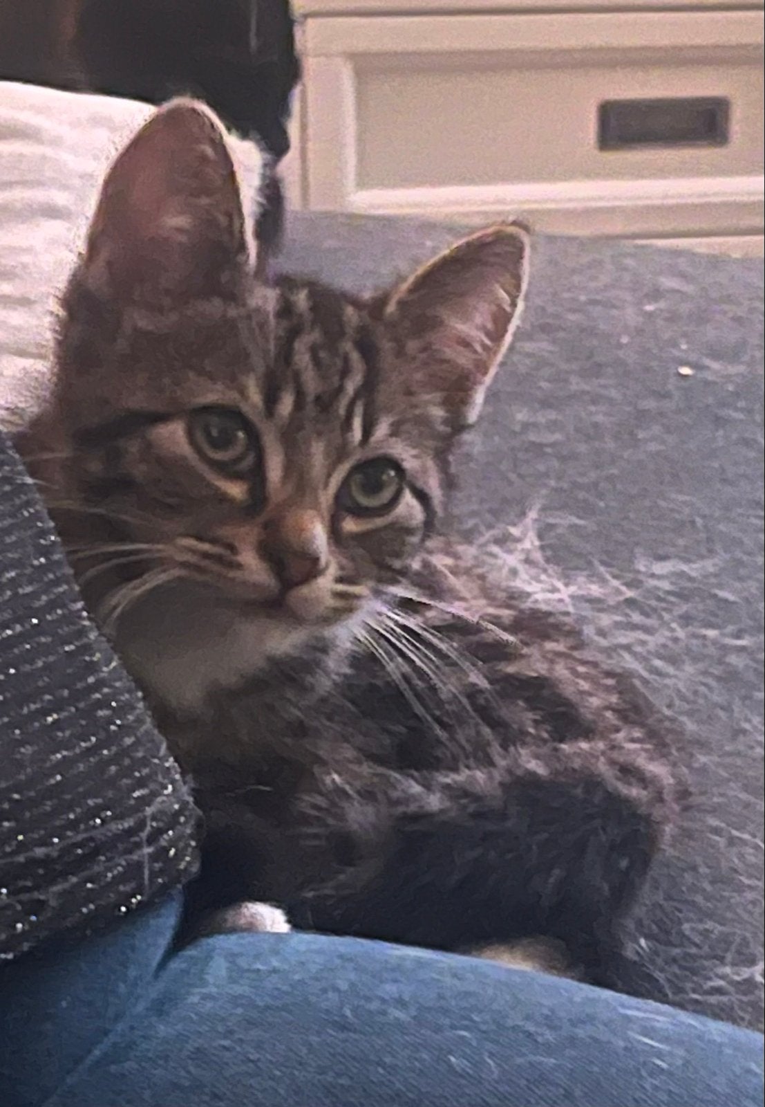 Kittens, Meerdere dieren