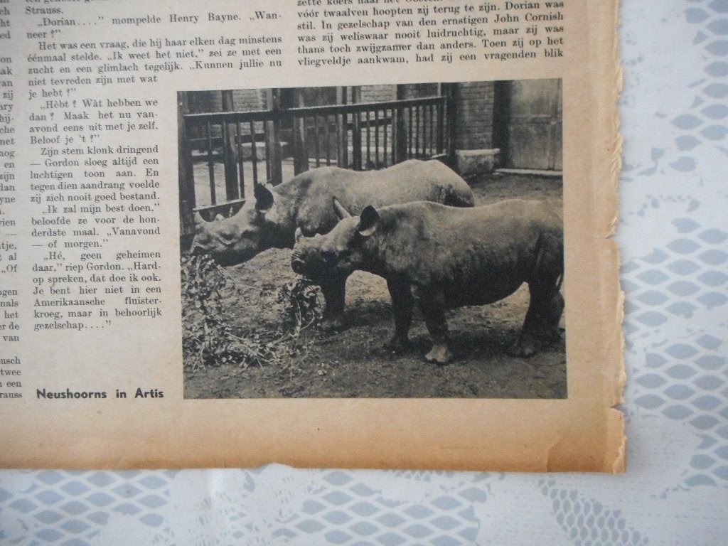 Artis. Neushoorns. 1937., Ophalen of Verzenden, 1920 tot 1940, Nederland, Knipsel(s)