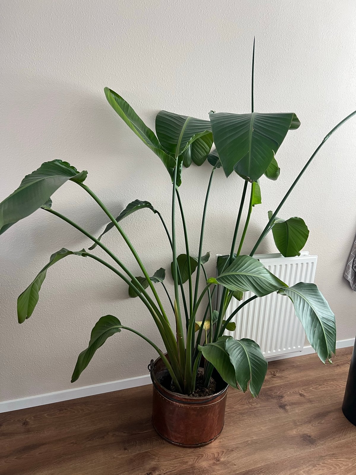 Grote Strelitzia Nicolai, Ophalen, 150 tot 200 cm