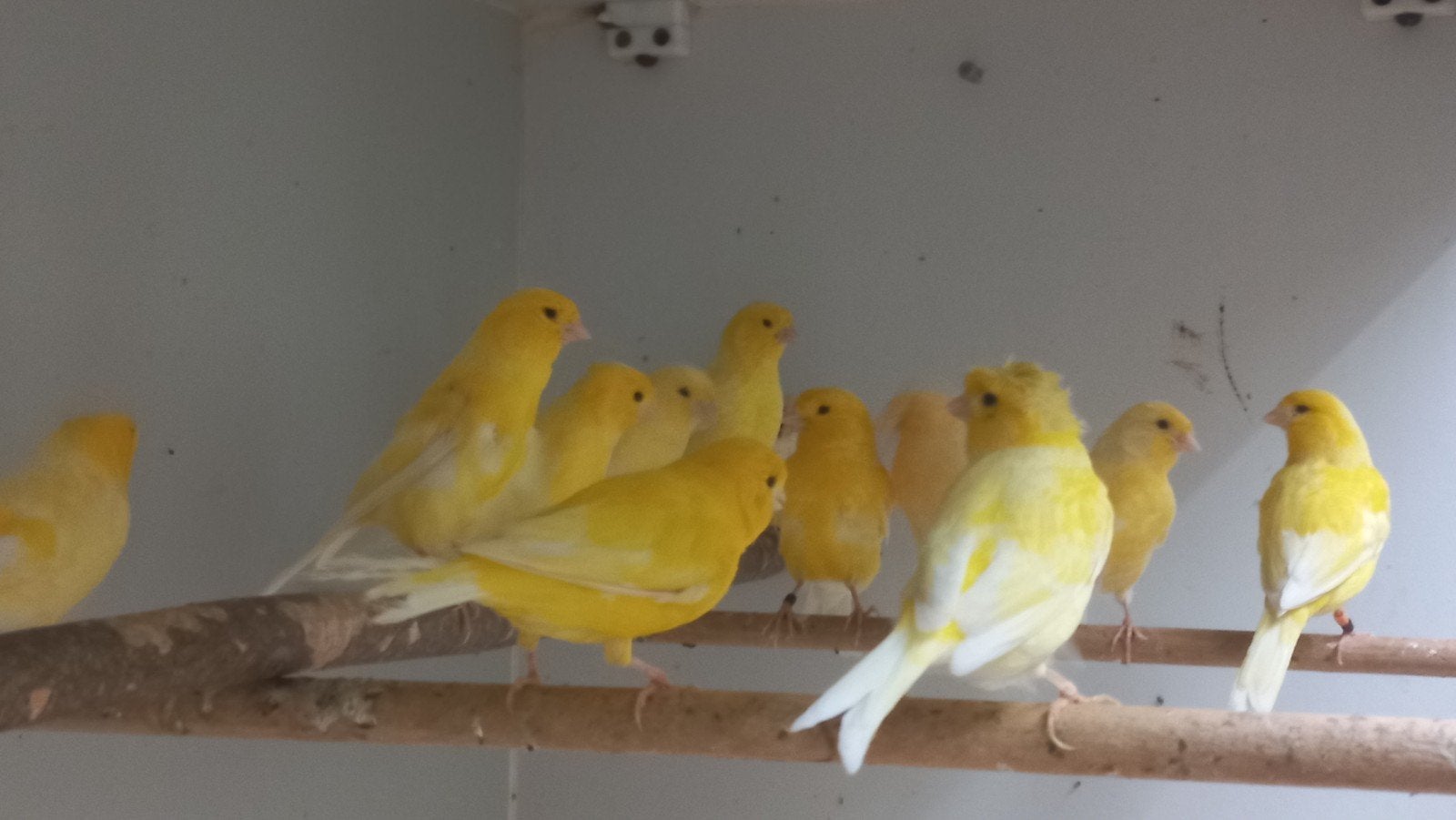 kanaries, Dieren en Toebehoren, Vogels | Kanaries, Meerdere dieren, Kleurkanarie