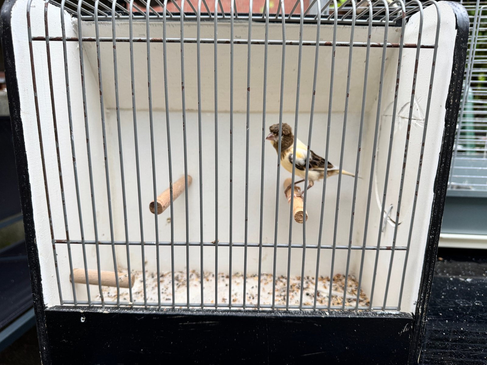 kanarie te koop, Dieren en Toebehoren