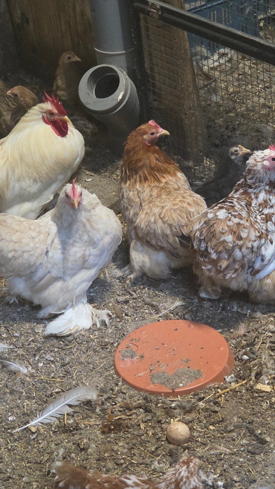 cocin te koop, Meerdere dieren, Kip
