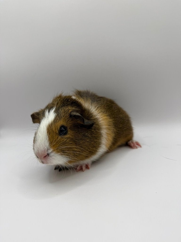 Te koop jonge cavia beertje mannetje, Juni, Mannelijk, Cavia