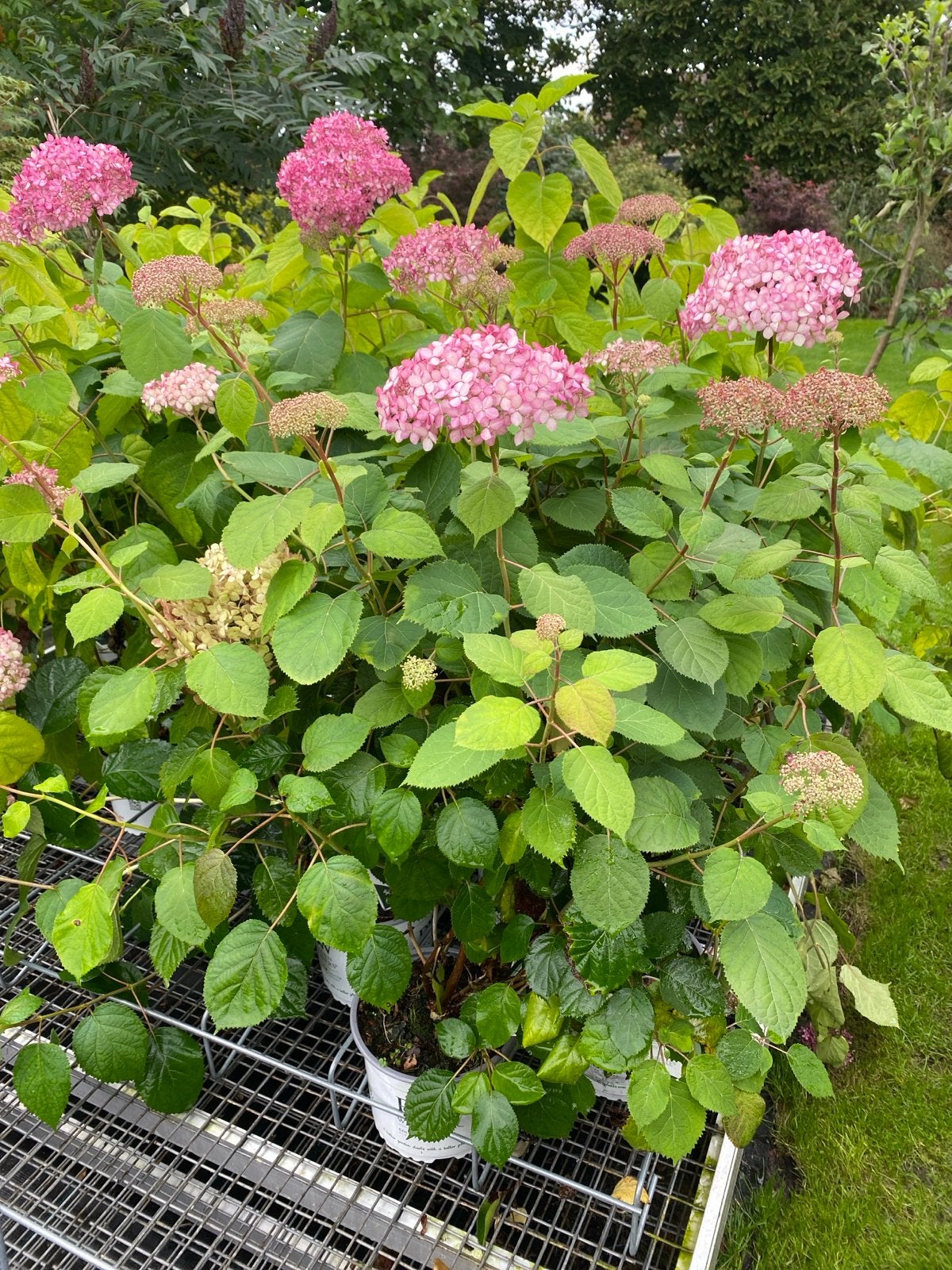 Sterke Annabelle Ruby Hortensia - Prachtige Roze Bloemen, Ophalen, Hortensia, Struik
