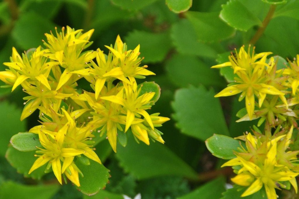 Te koop mooie bodembedekker, sedum met gele bloemetjes, Tuin en Terras, Ophalen, Bodembedekkers, Volle zon, Vaste plant