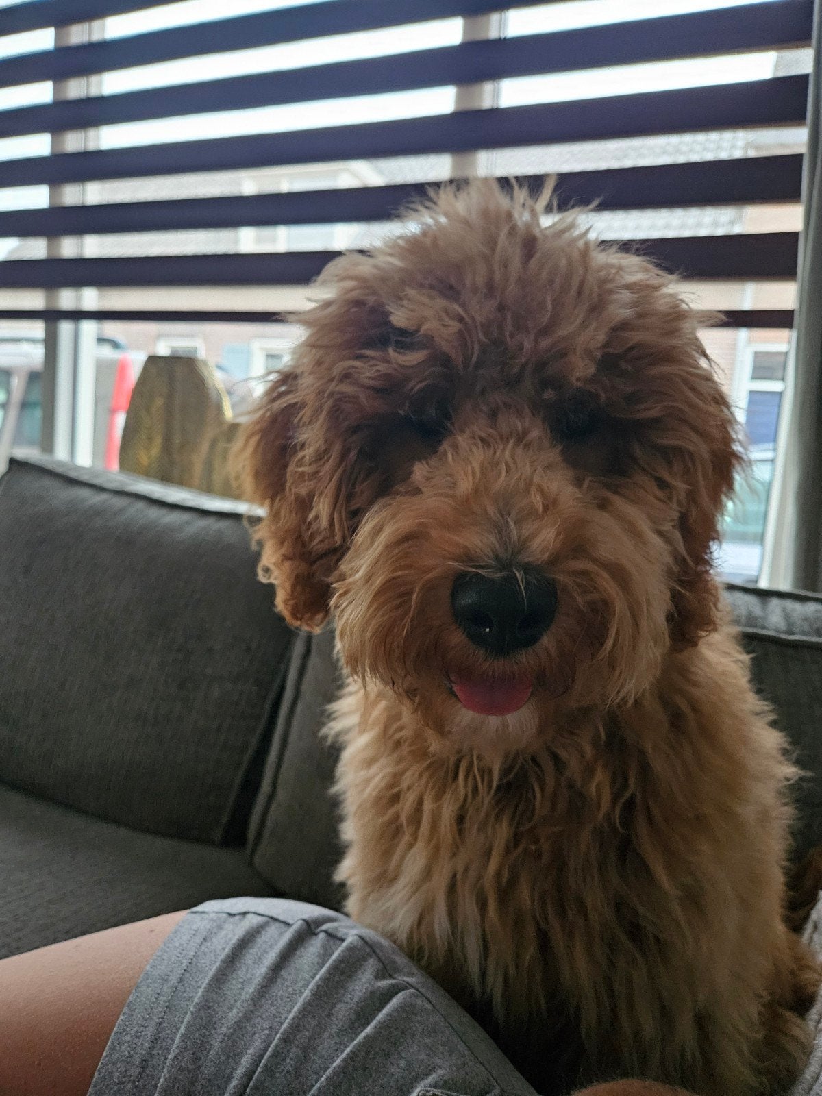 Labradoodle Ollie, 15 weken tot 1 jaar, Reu, Eén hond, Middel