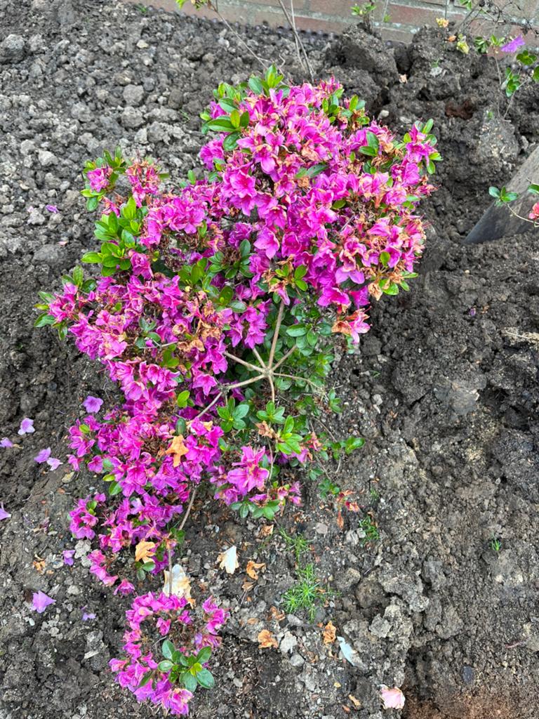 Azalea, Ophalen, Overige soorten, Volle zon
