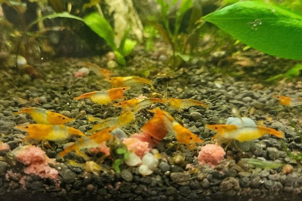 Oranje rili neocaridina garnalen, Kreeft, Krab of Garnaal, Zoetwatervis