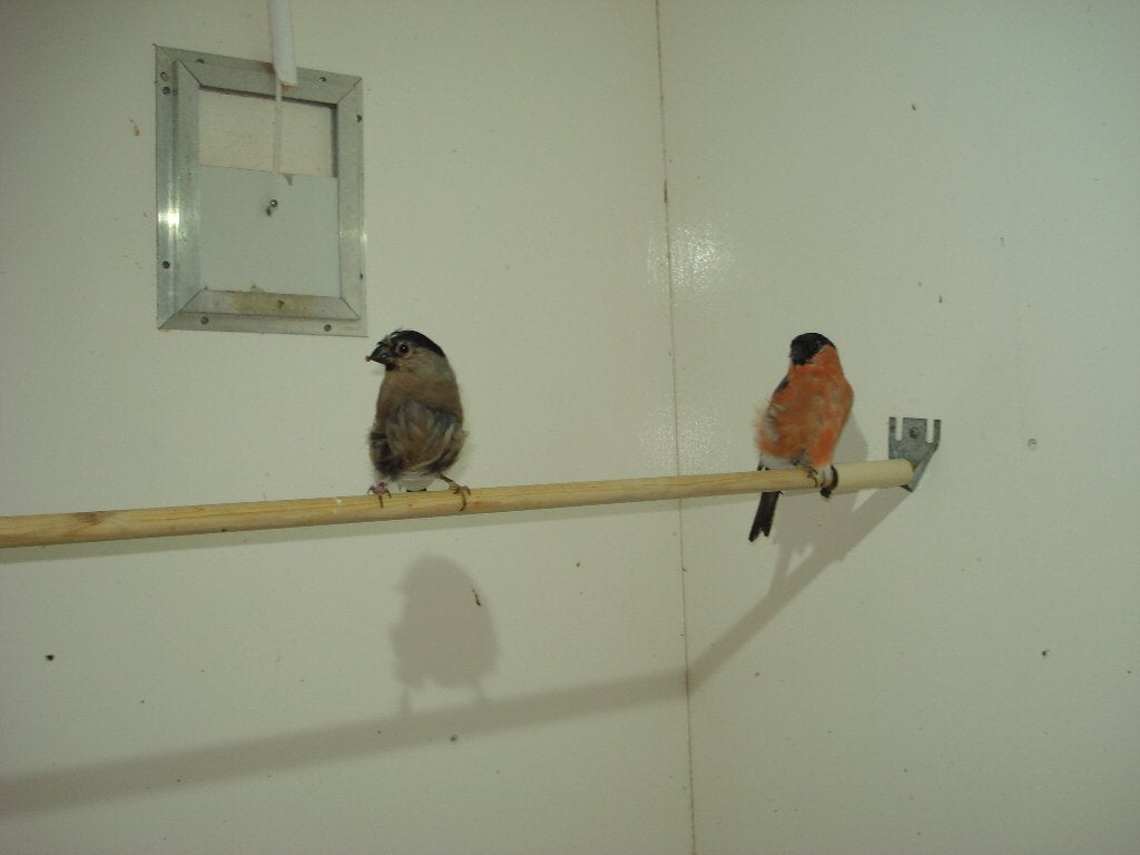 span noorse goudvinken - goudvink, Dieren en Toebehoren, Vogels | Overige Vogels, Meerdere dieren, Wildzangvogel, Geringd