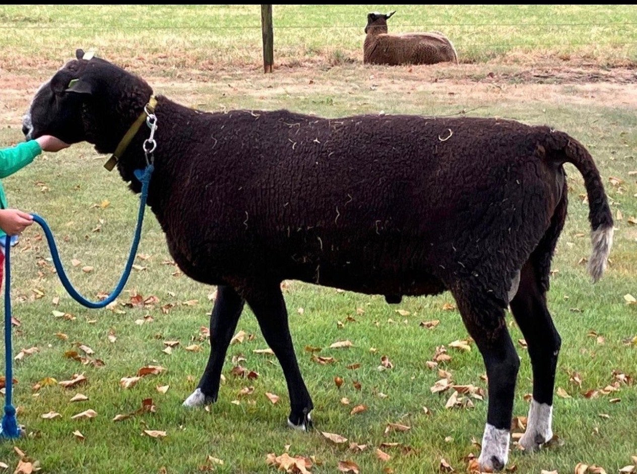 Zwartbles stamboek dekram, Dieren en Toebehoren, Mannelijk, Schaap, 3 tot 5 jaar
