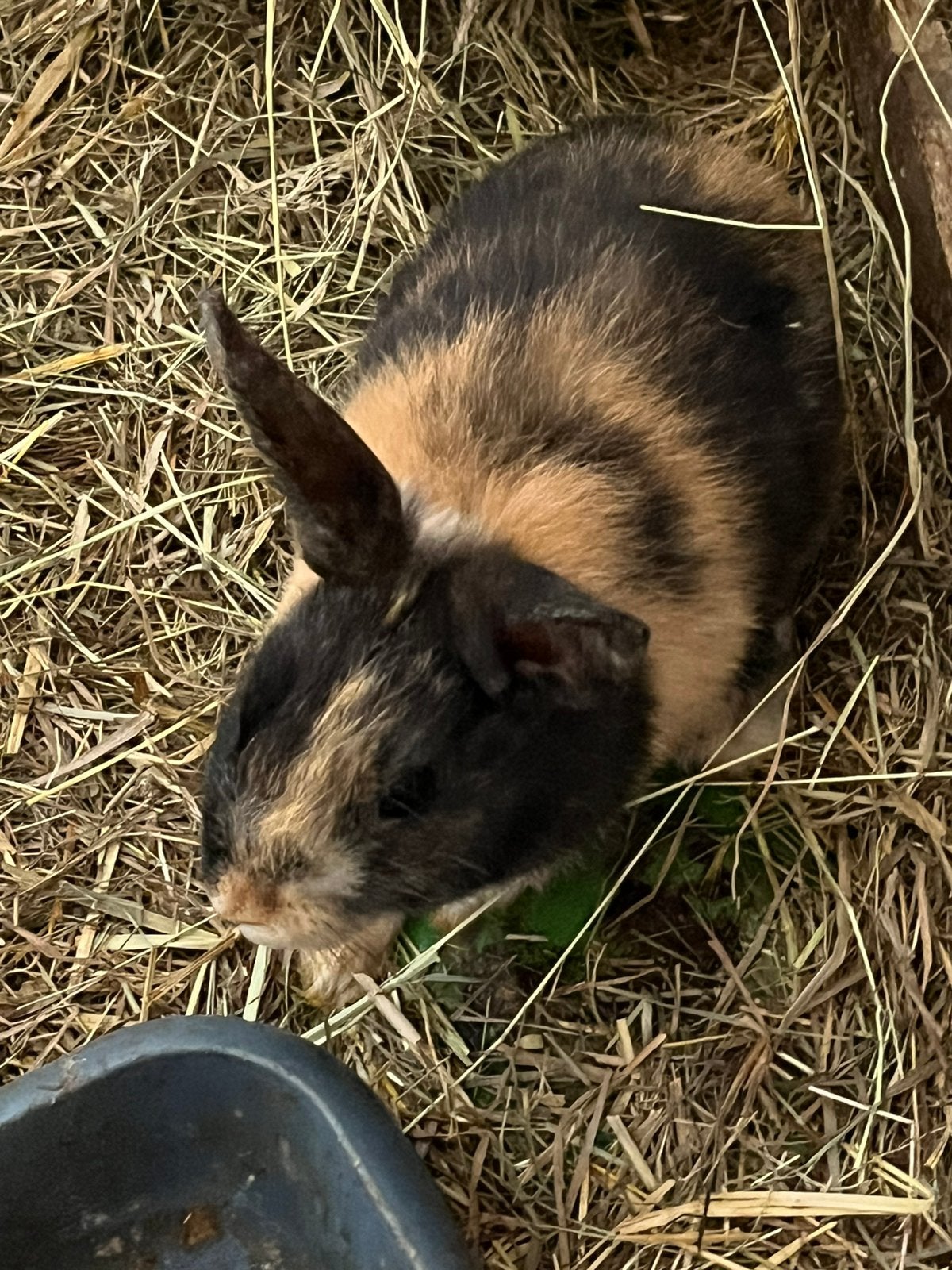 Te koop jonge ram, Dieren en Toebehoren, Mannelijk, Dwerg