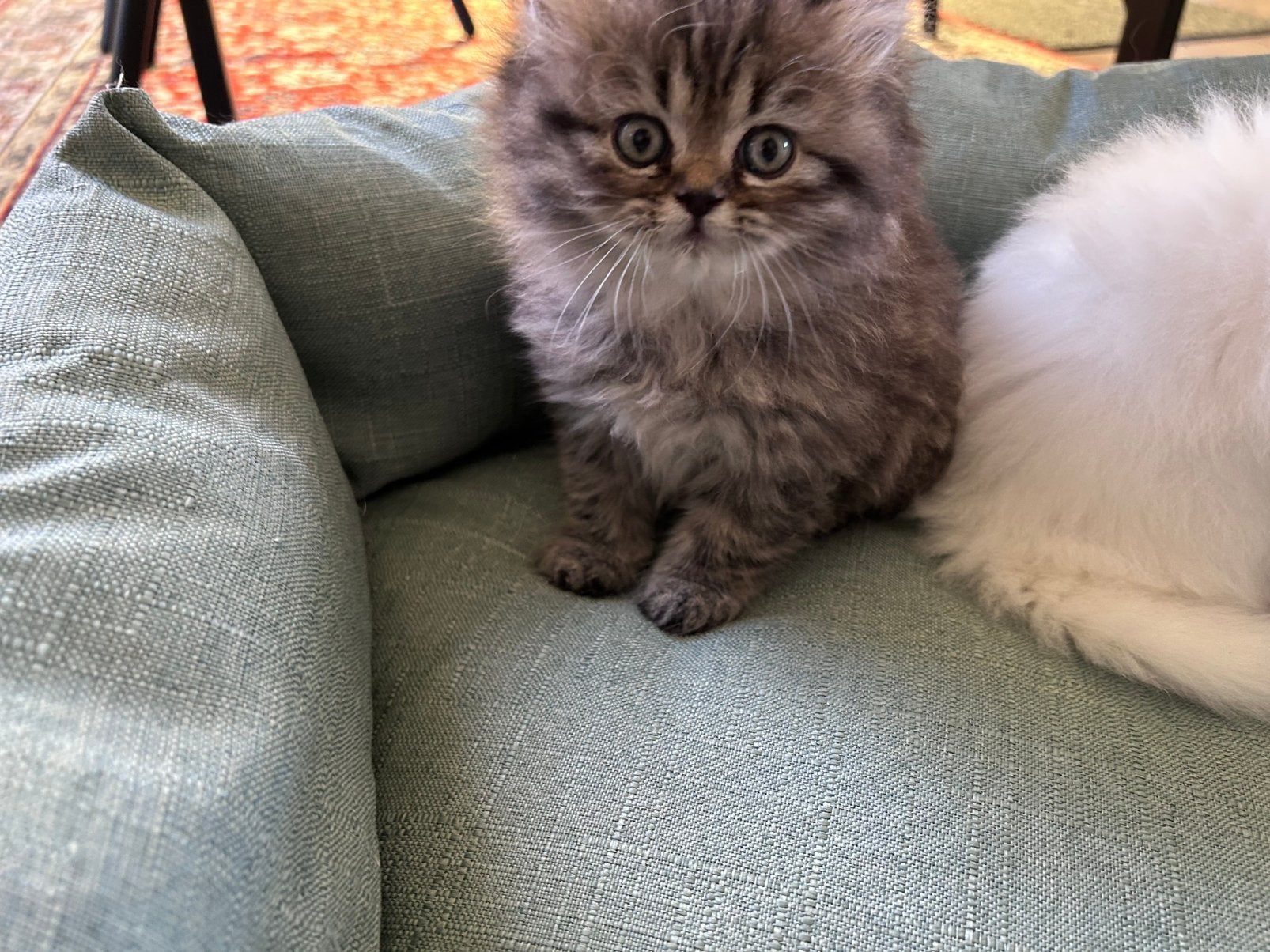 Schattige 100% Perzische kittens zoeken liefdevol huisje, Poes