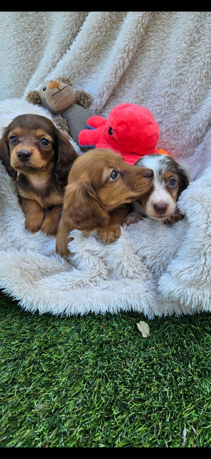 langharige dwerg teckel pups langhaar dwergteckel pups, 8 tot 15 weken, Dwerg, Meerdere, Meerdere dieren