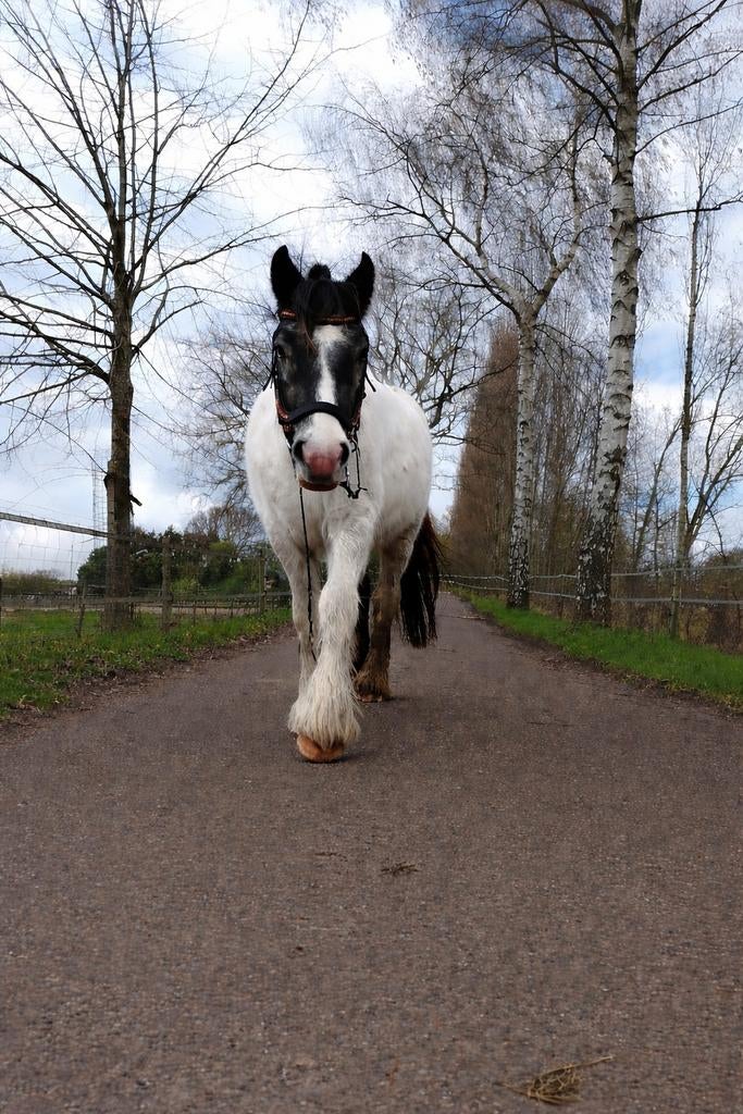 Tinker Ruin 3 jaar D pony, Dieren en Toebehoren, Pony's, Ruin, 3 tot 6 jaar