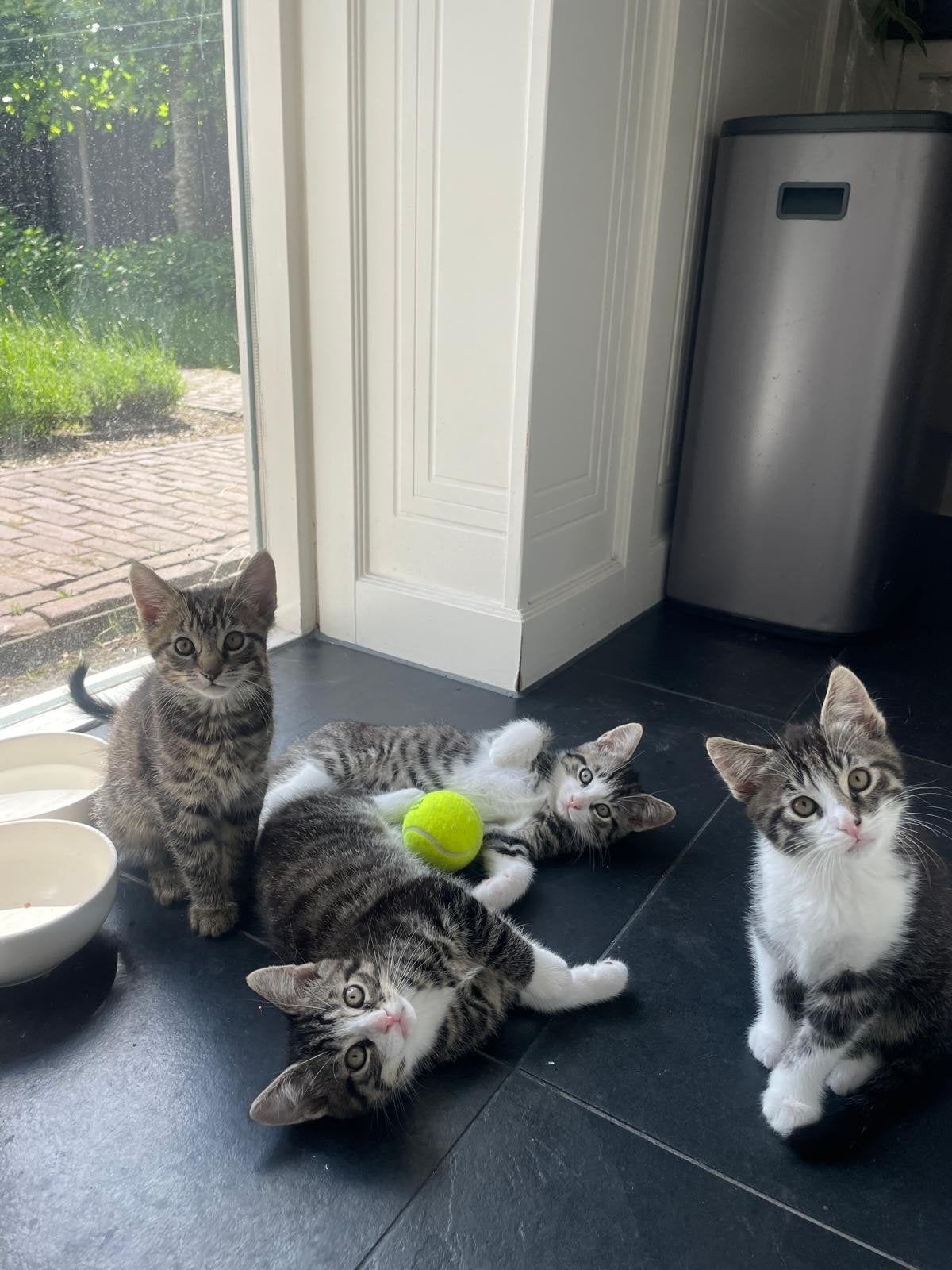 Kittens, Meerdere dieren, Kortharig, 0 tot 2 jaar
