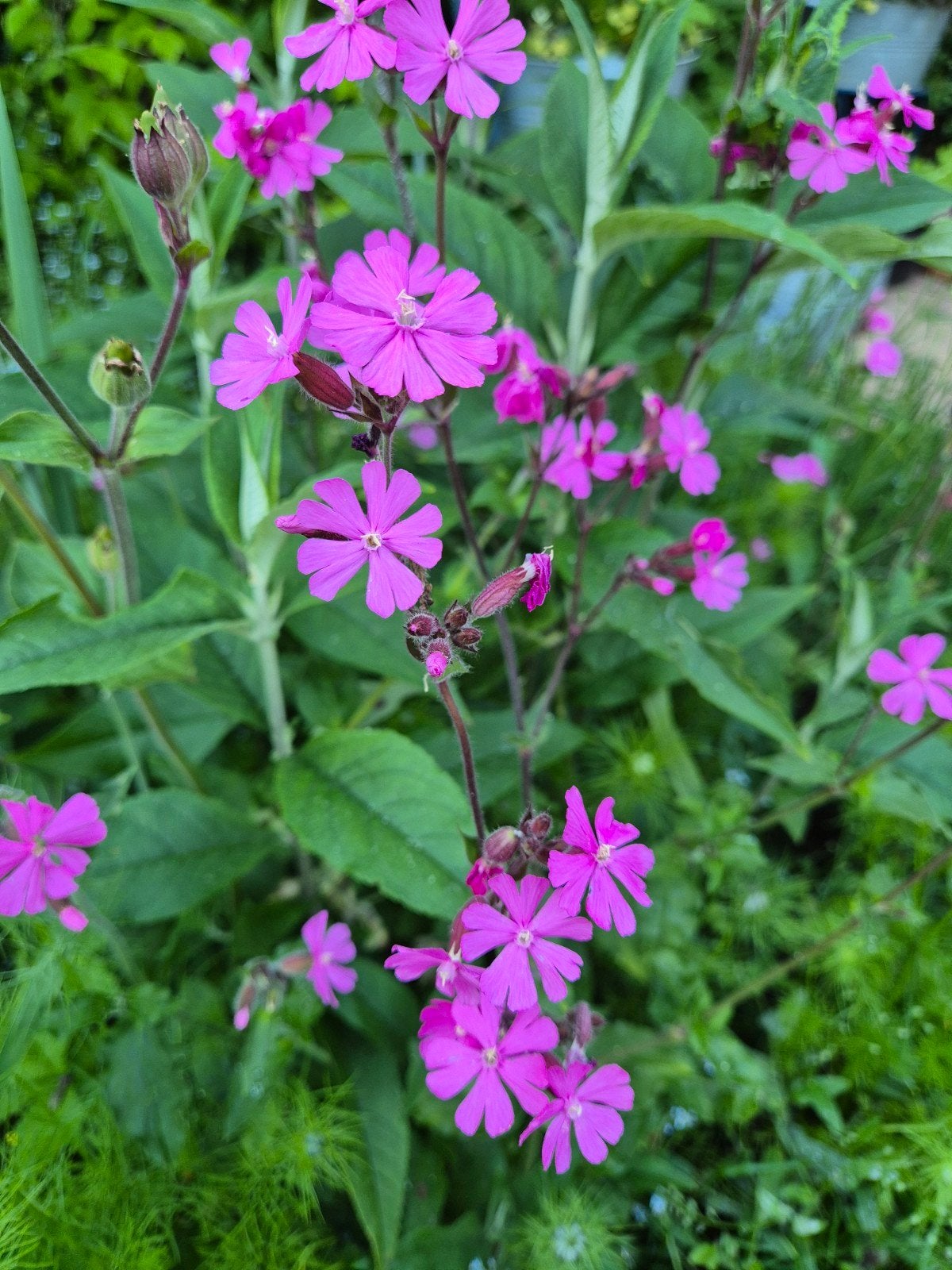 Dagkoekoeksbloem (Silene dioica) - 1 gram zaden, Ophalen of Verzenden, Voorjaar, Volle zon, Zaad