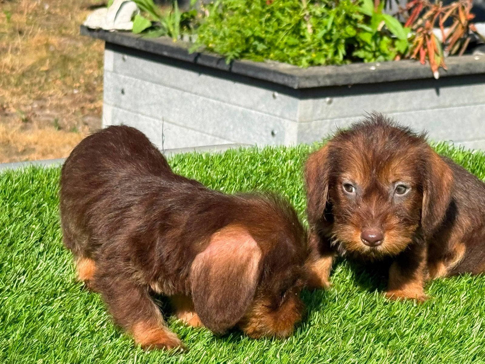 Te koop mooie Ruwharige Dwergteckel pups, Dieren en Toebehoren, Nederland, 8 tot 15 weken, Dwerg, Meerdere
