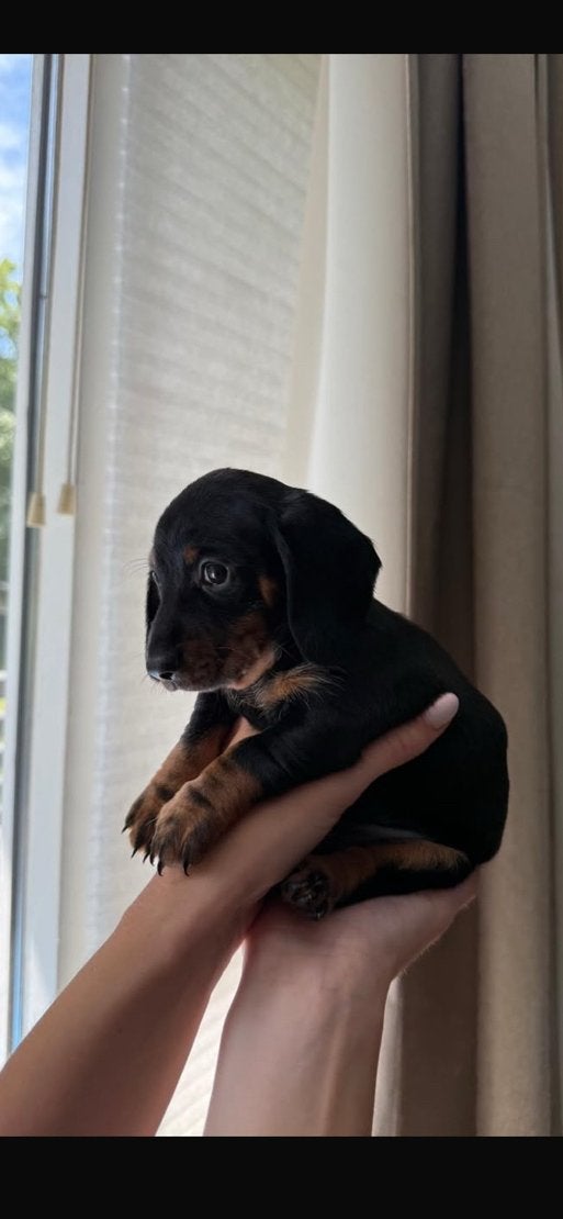 Laatste langharig kaninchen teckel teefje, Kaninchen, Parvo, 8 tot 15 weken, Teef