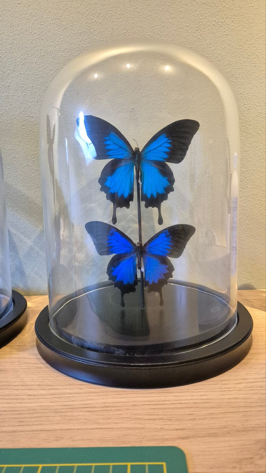 Prachtige blauwe vlinders in glazen stolp, Ophalen of Verzenden, Zo goed als nieuw, Insect, Opgezet dier