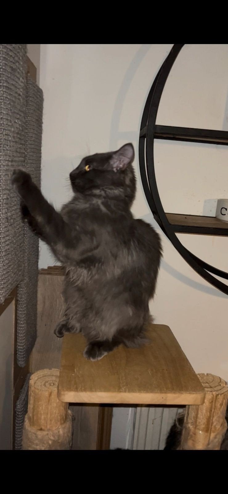 te koop poes maicoon, Poes, Gechipt, 0 tot 2 jaar