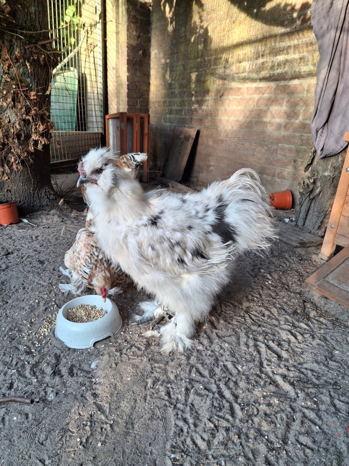 grote lieve zijdehoen haan, Dieren en Toebehoren, Mannelijk, Kip