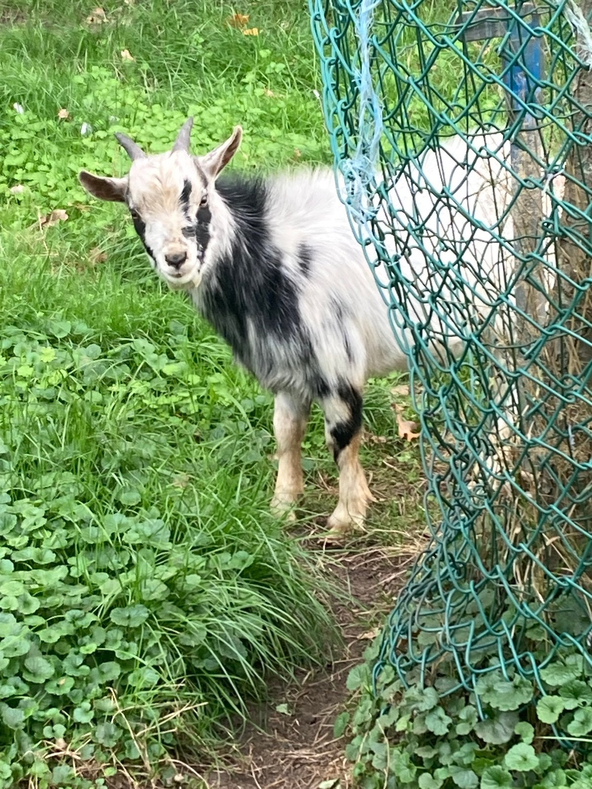 Mooie geitenbok te koop!, Dieren en Toebehoren, Mannelijk, Geit, 0 tot 2 jaar