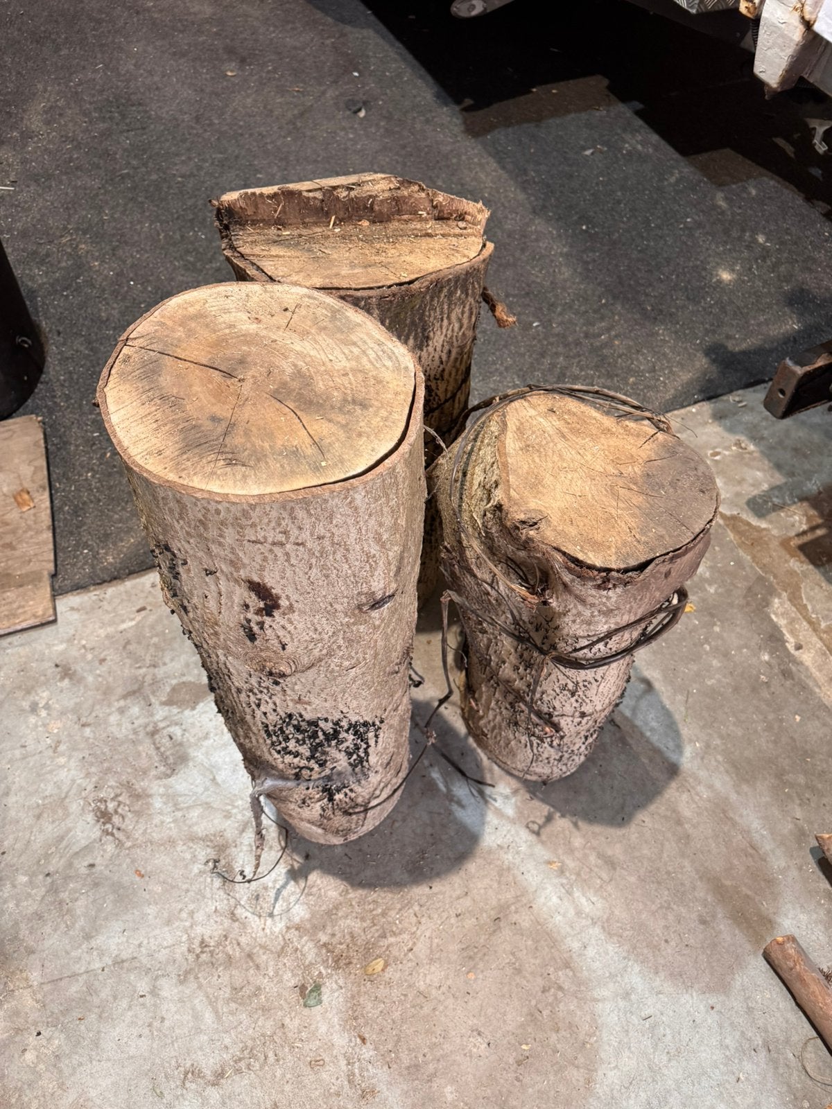 Gedroogde taxus stammen + zwarte noot blokken, Doe-het-zelf en Verbouw, Ophalen, Overige typen, Nieuw, 50 mm of meer