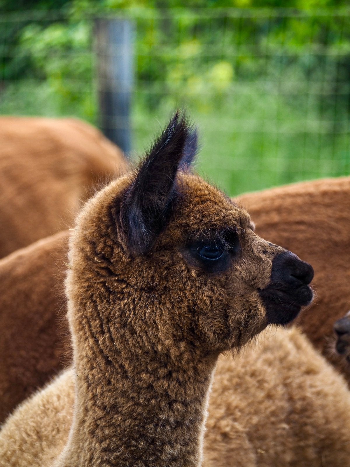 Jonge roan merrie te koop, Dieren en Toebehoren, Overige Dieren, Mei, Vrouwelijk
