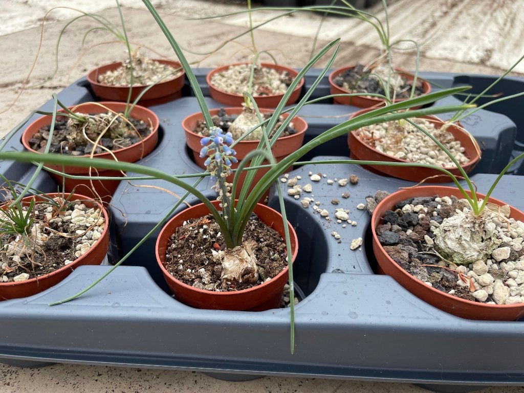 Caudex Albuca Circinata spec nova Herkomst Zuid Afrika, Overige soorten, Ophalen of Verzenden, In pot, Minder dan 100 cm