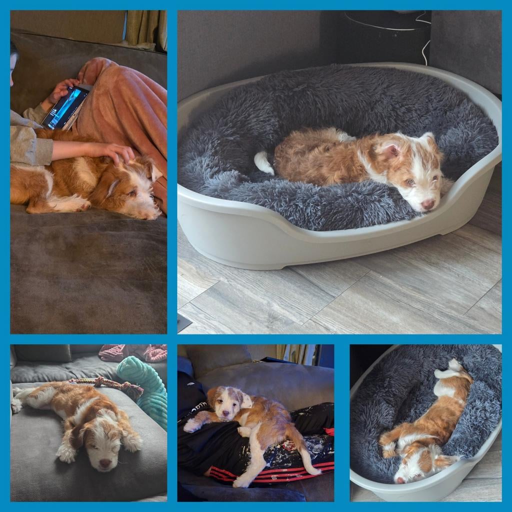 4 maanden pup, Dieren en Toebehoren, 15 weken tot 1 jaar, Reu, Eén hond, Middel