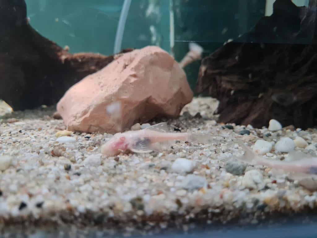 L155 Albino Acanthicus Adonis pleco, albino algeneter