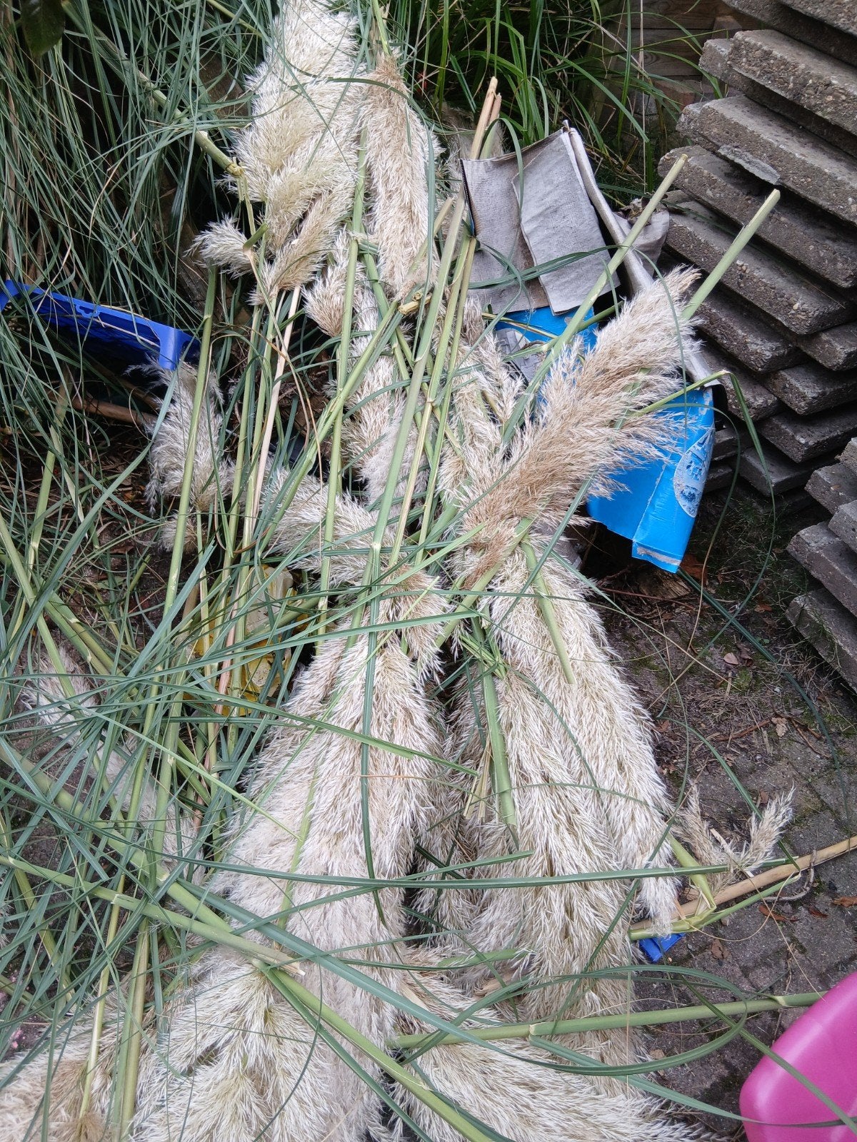Pampasgras pluimen - Decoratief en onderhoudsvrij, Ophalen