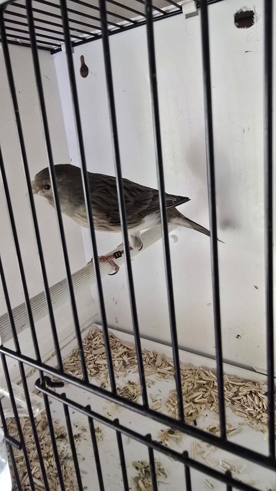 Harlekijn kanarie pop, Dieren en Toebehoren, Vogels | Kanaries, Vrouwelijk, Kleurkanarie