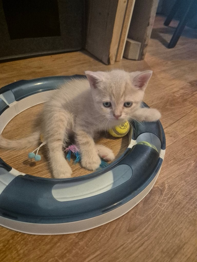 5 hele mooie lieve Britse korthaar kittens, Meerdere dieren, Ontwormd