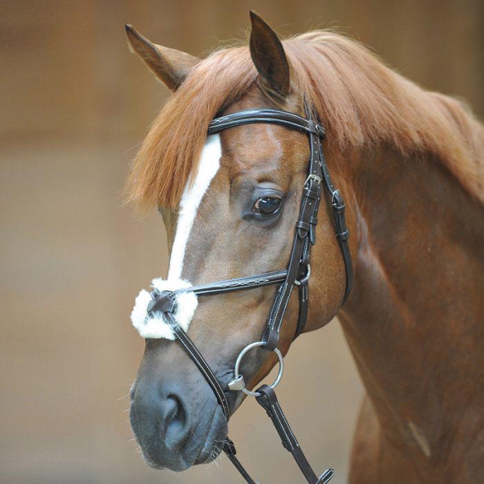 Kavalkade Diandro Cob, Ophalen of Verzenden, Nieuw, Overige soorten