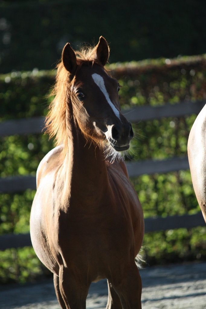 Prachtig gefokt Nwr merrieveulen (D maat), Dieren en Toebehoren, Merrie, Met stamboom, Dressuurpony, Niet van toepassing