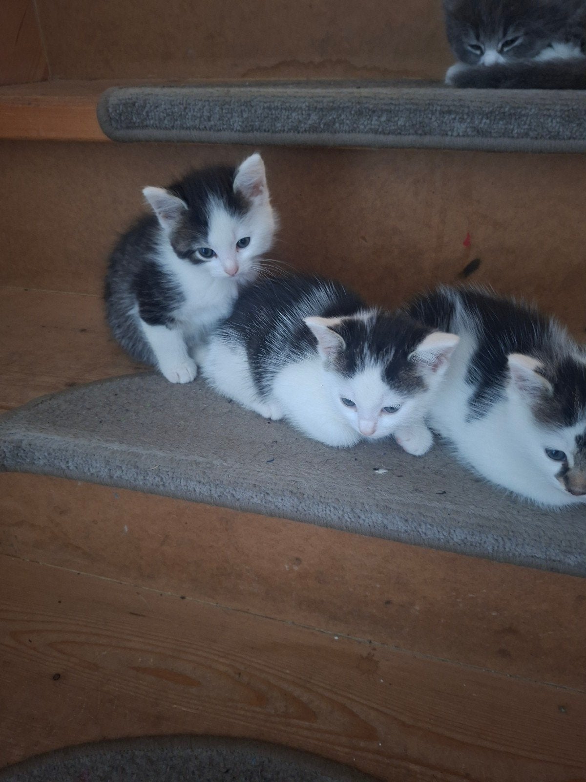 drie lieve kitens, Poes, Kortharig, 0 tot 2 jaar
