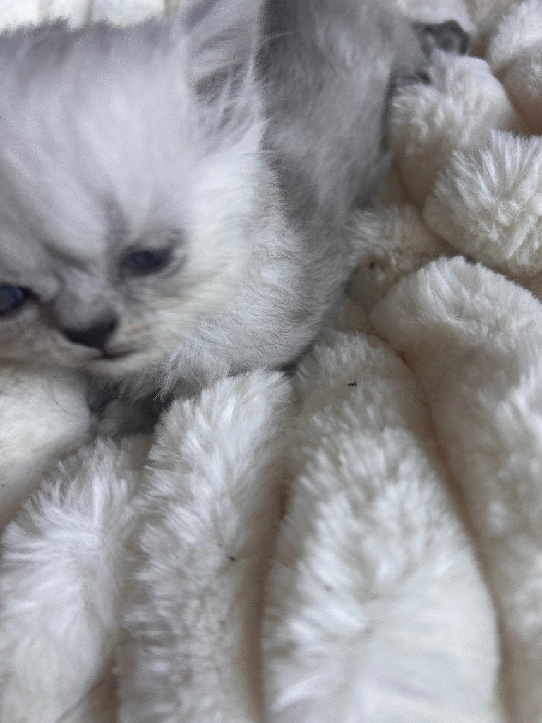 Britse korthaar kittens, Meerdere dieren, Ontwormd